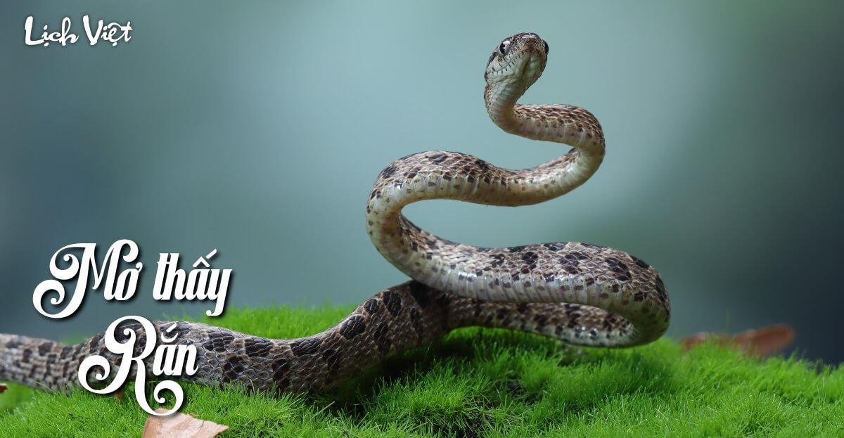 Giải mã giấc mơ thấy rắn lúc nửa đêm